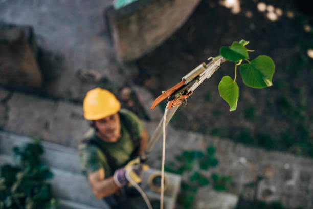 How Our Tree Care Process Works  in Markham, IL